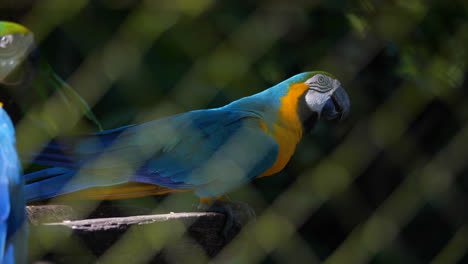 Blauer-Papagei-Ara-Hinter-Agrid-In-Einem-Zoo-In-Französisch-Guayana